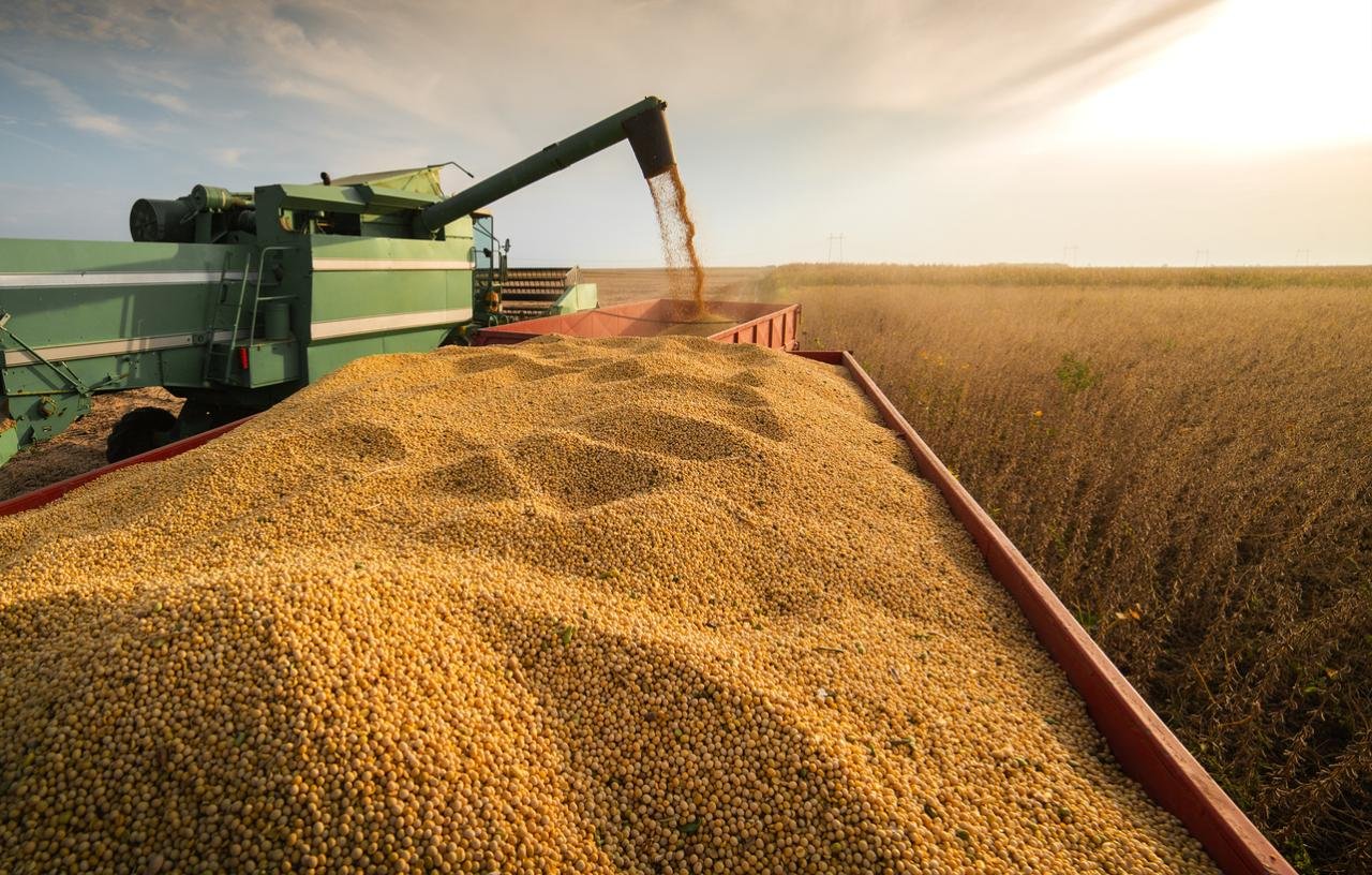 Market Watchers Project Bumper Harvests with GM Maize and Soybeans ... Market Watchers Project Bumper Harvests with GM Maize and Soybeans ...