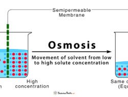 Osmosis beauty discount code the ultimate savings secret