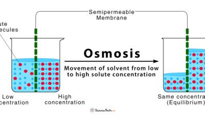 Osmosis beauty discount code the ultimate savings secret