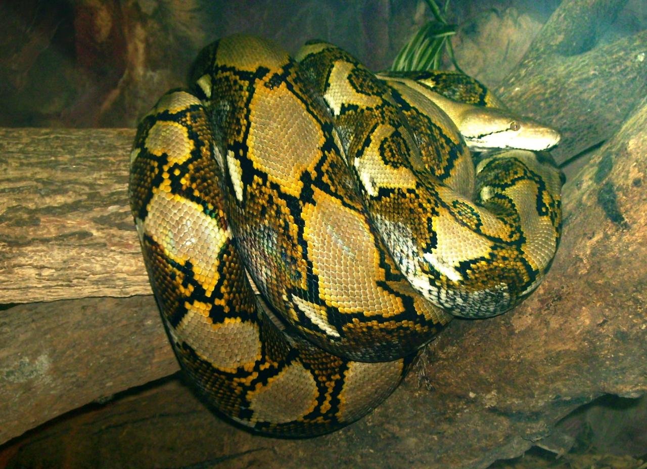 Reticulated Python - Zoo Atlanta Reticulated Python - Zoo Atlanta