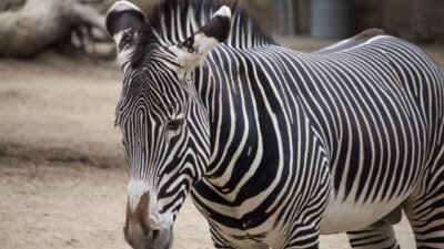 Free Stock Photo 2264-zebra | freeimageslive