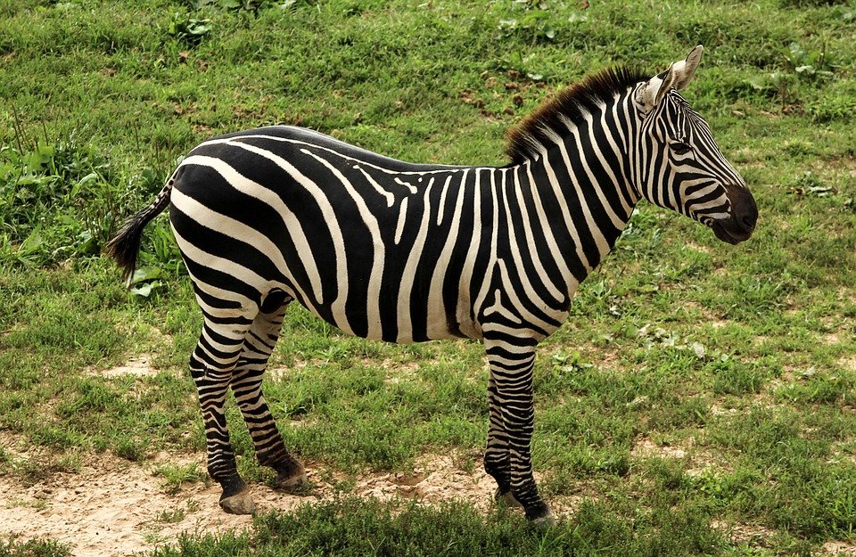 Zebra Grant'S Dquus Quagga · Free photo on Pixabay Zebra Grant'S Dquus Quagga · Free photo on Pixabay