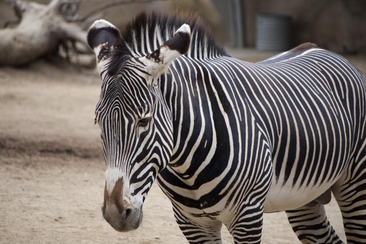 Free Stock Photo 2264-zebra | freeimageslive Free Stock Photo 2264-zebra | freeimageslive